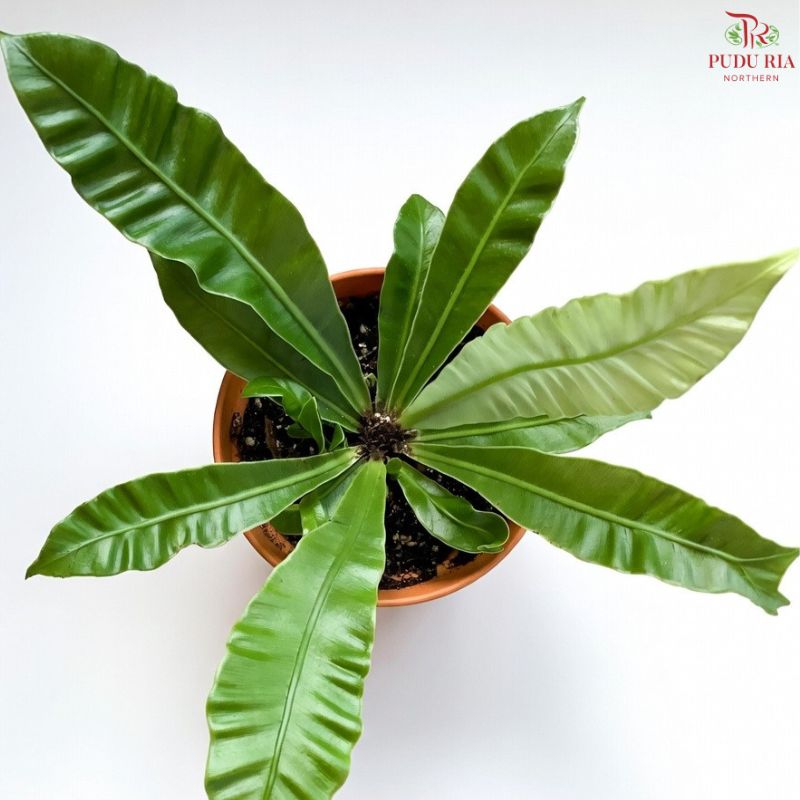 Asplenium Silver Wing P80《錦葉巢蕨》