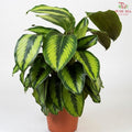 Calathea Beauty Star 《魅力之星竹芋》J01