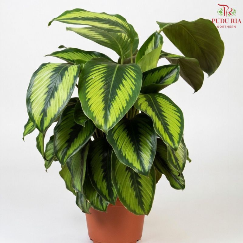 Calathea Beauty Star 《魅力之星竹芋》J01