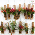 Air Plant 空气凤梨 (Random Choose)