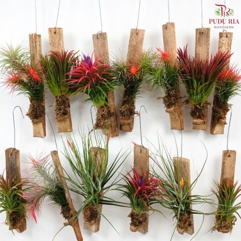 Air Plant 空气凤梨 (Random Choose)