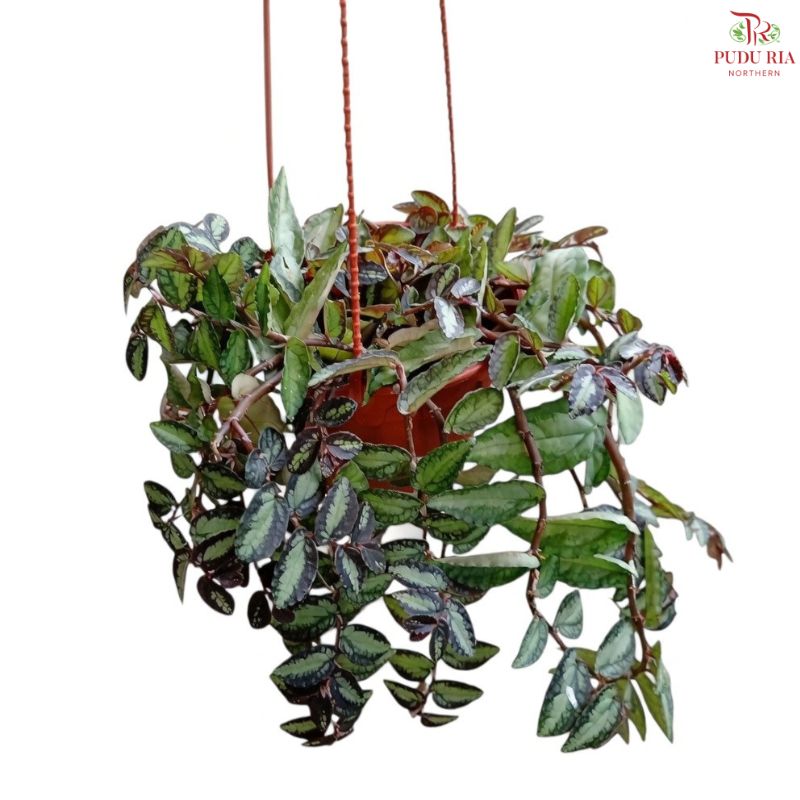 Elatostema Repens P150《吐烟花》