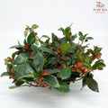 Nematanthus P120《金鱼花》J01