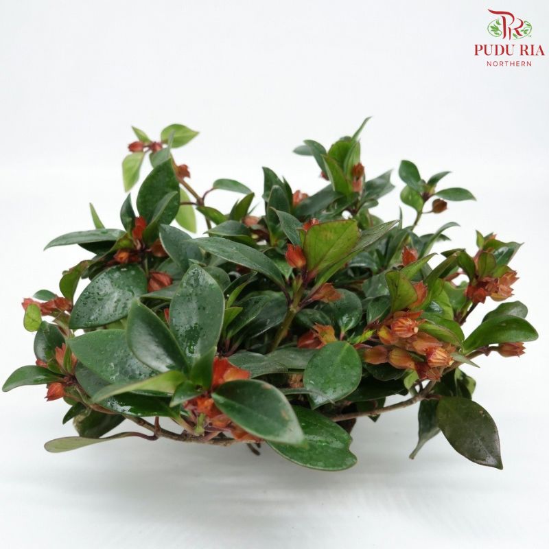 Nematanthus P120《金鱼花》JH