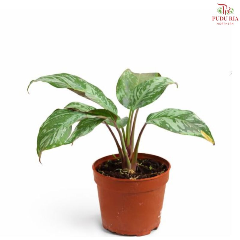 Apoballis Acuminatissima (P160)