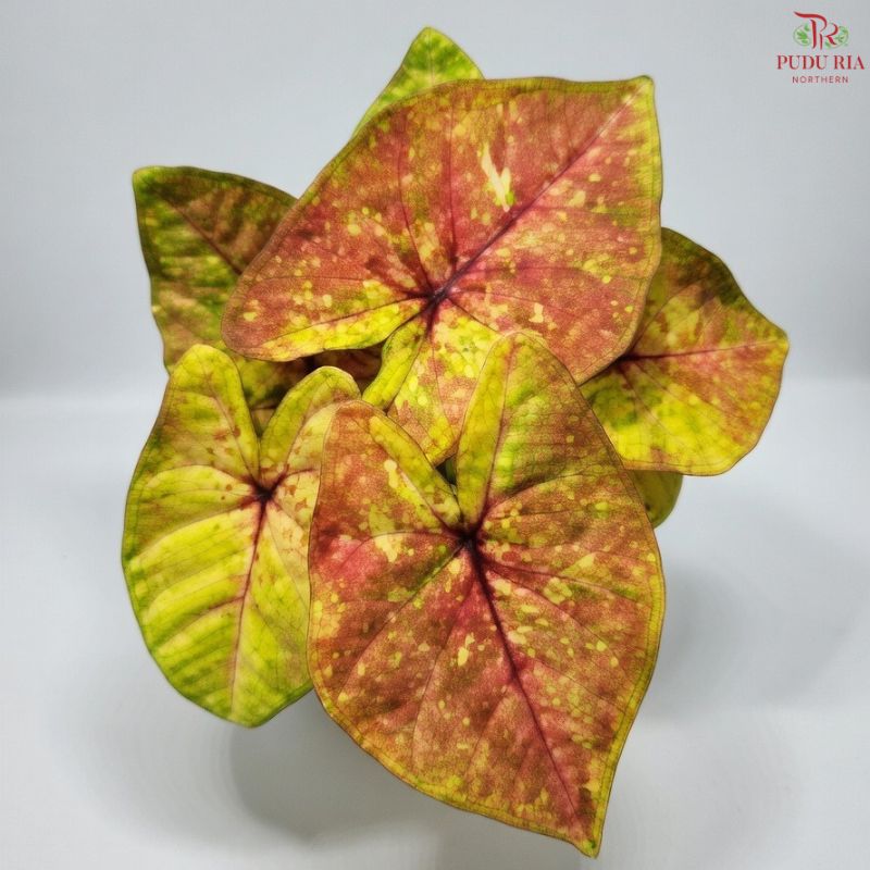 Caladium Flash FCS