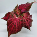 Caladium Red Velvet FCS