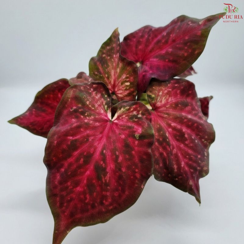 Caladium Red Velvet FCS