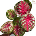 Caladium Tora FCS