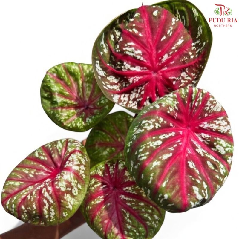 Caladium Tora FCS