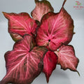 Caladium Fantasia FCS