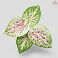Caladium Full Of Star FCS