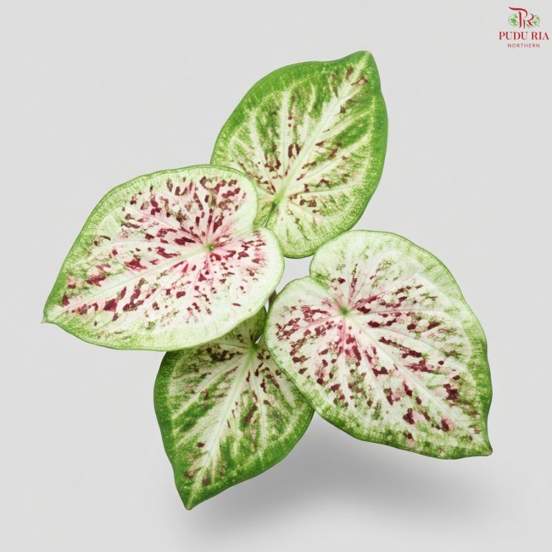 Caladium Full Of Star FCS