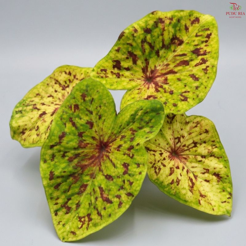 Caladium Maharaja FCS