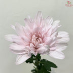 Net Mum Chrysanthemum Big
