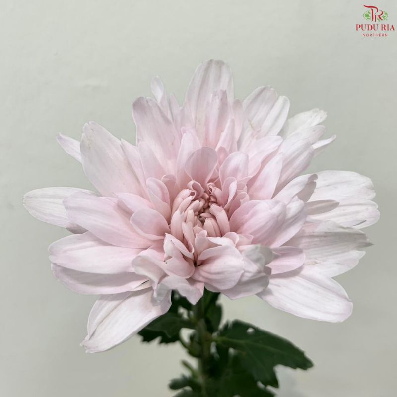 Net Mum Chrysanthemum Big