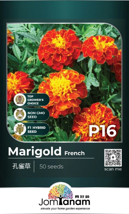JT Professional Seed
