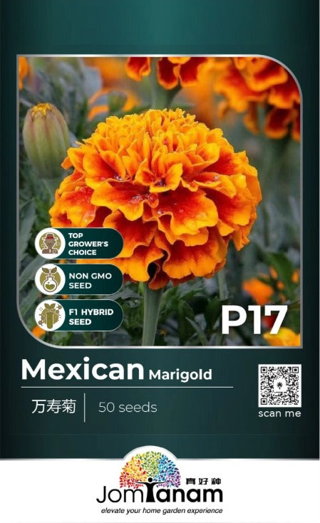 JT Professional Seed