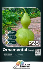 JT Professional Seed