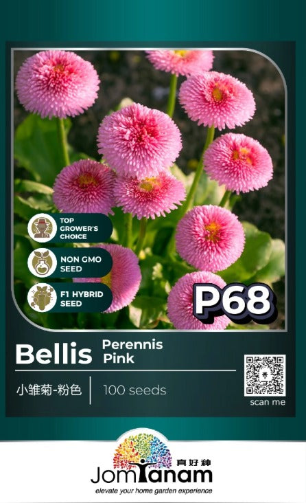JT Professional Seed