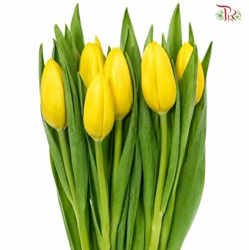 Tulip