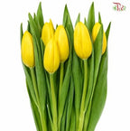 Tulip