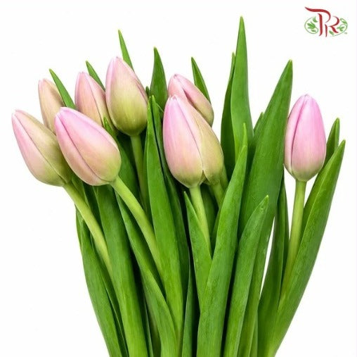 Tulip