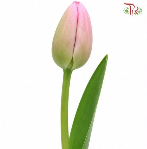 Tulip