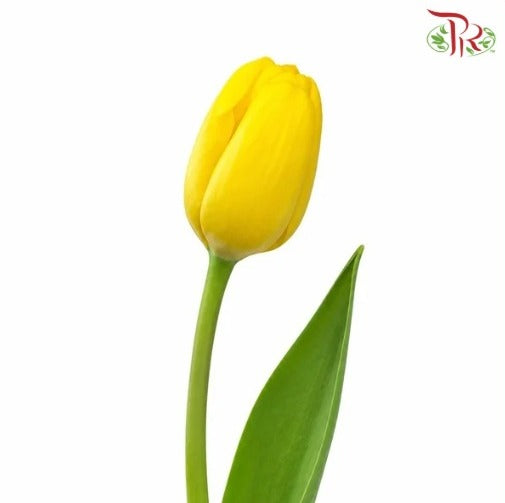 Tulip