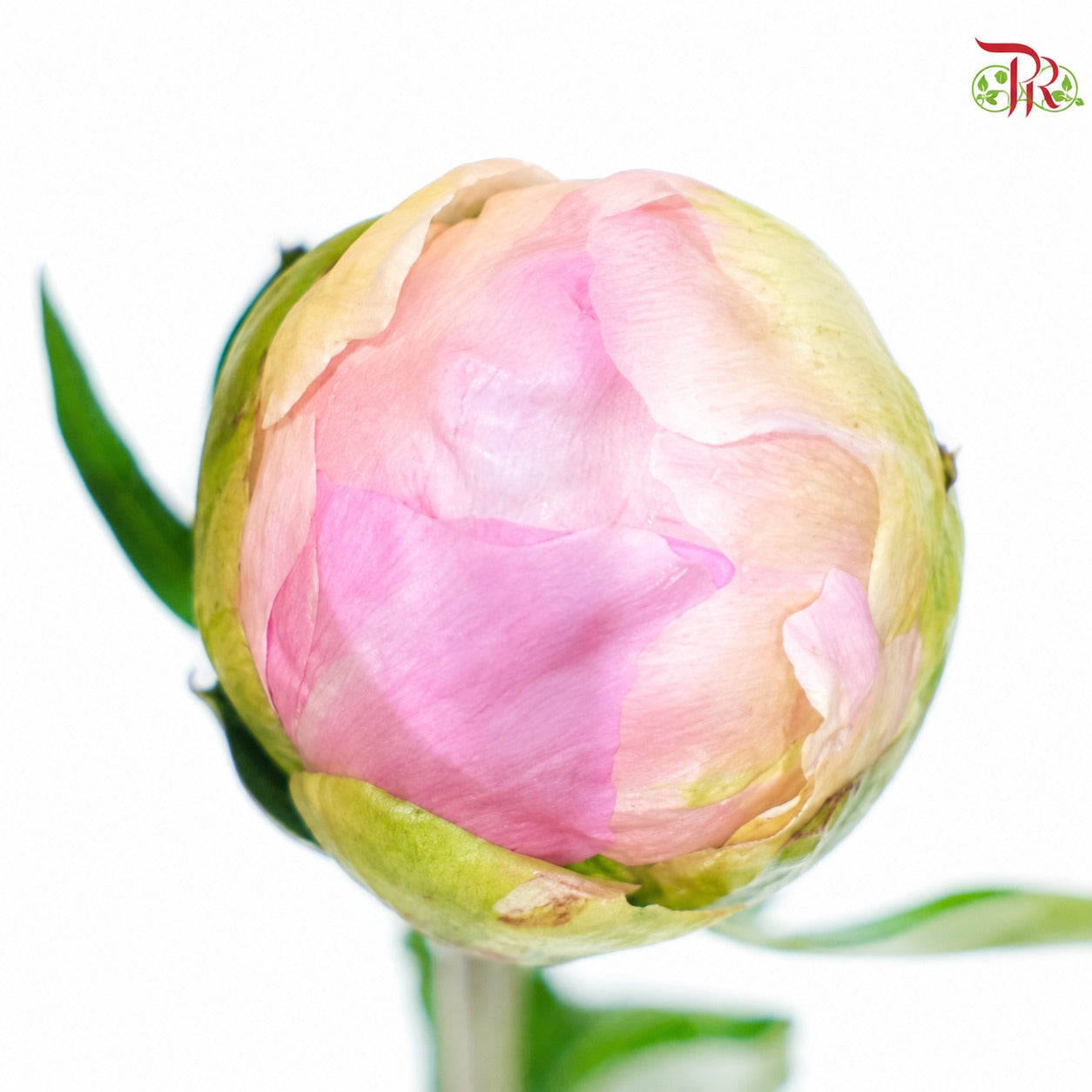 Peony 《牡丹》- Small / Medium Head