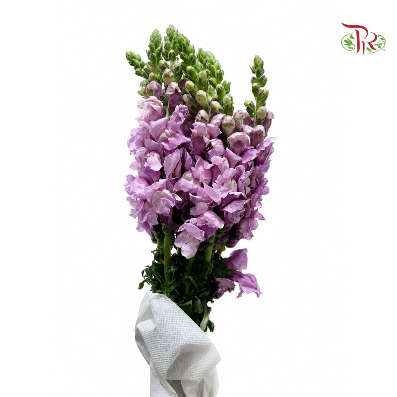 Snapdragon 《金鱼草》