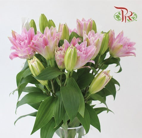 Rose Lily 4+ 《重瓣百合》