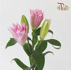 Rose Lily 4+ 《重瓣百合》
