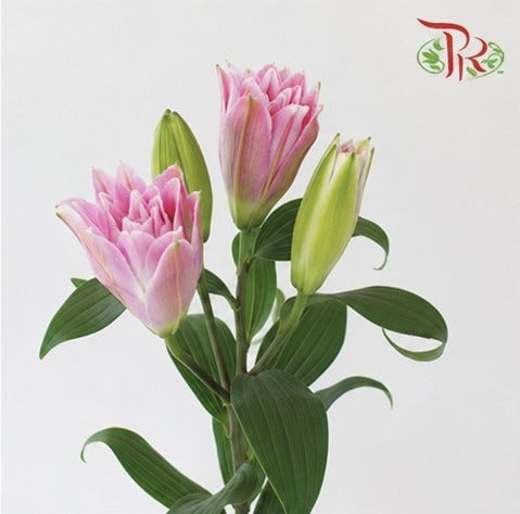 Rose Lily 4+ 《重瓣百合》