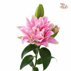 Rose Lily 4+ 《重瓣百合》