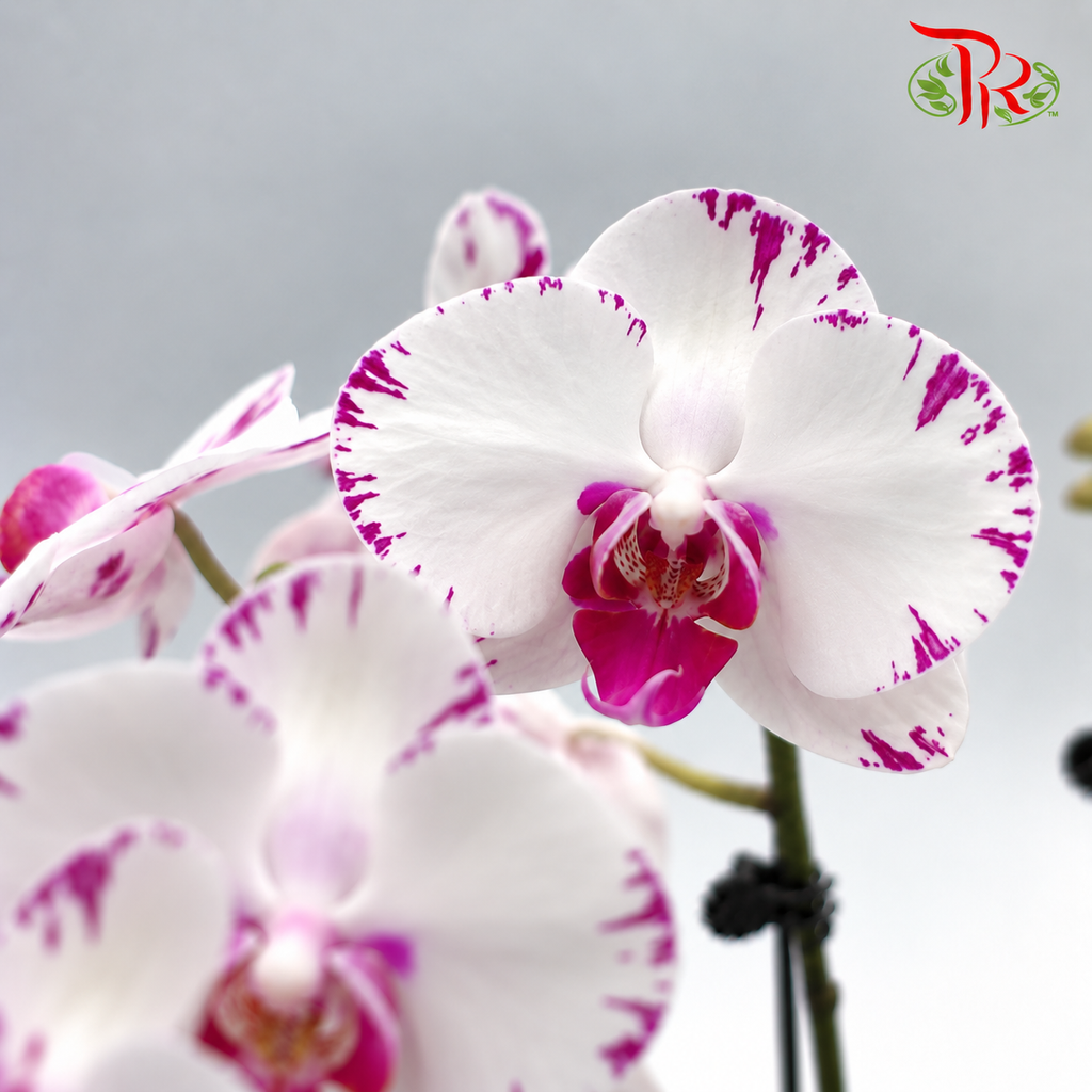 Big Double Stem Phalaenopsis Orchid
