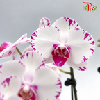 Big Double Stem Phalaenopsis Orchid