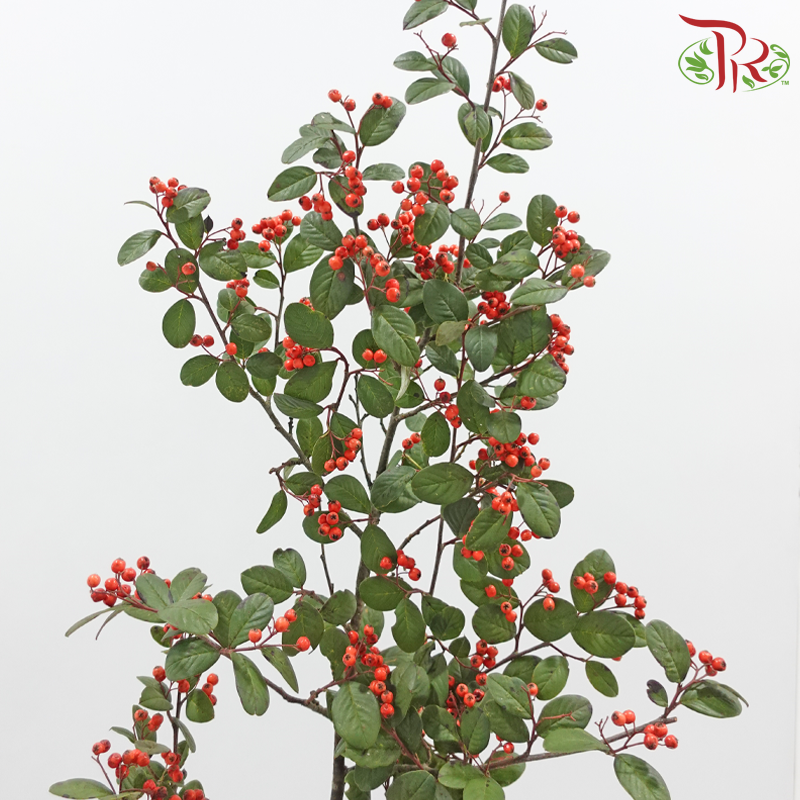 Wild Ilex《山货冬青果》
