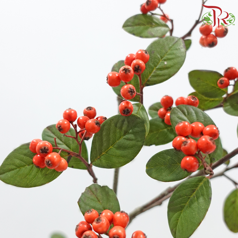 Wild Ilex《山货冬青果》