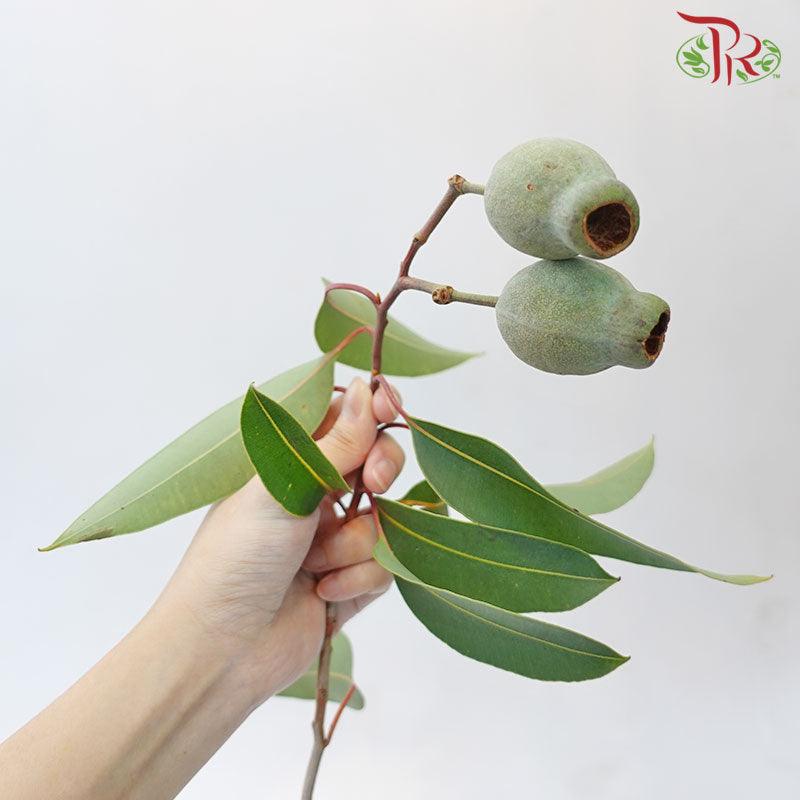 Eucalyptus Ficifolia Bellgum - (5 Stems) - Pudu Ria Florist