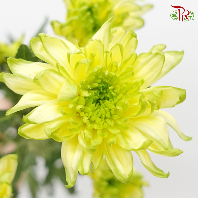 Chrysanthemum Pompom - Tone Yellow & Green (12 Stems) - Pudu Ria Florist