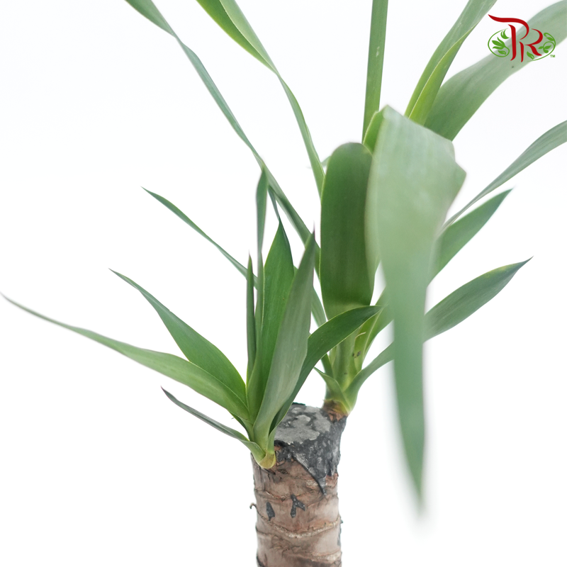 Yucca  《丝兰》 - Pudu Ria Florist