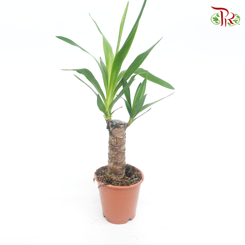 Yucca  《丝兰》 - Pudu Ria Florist