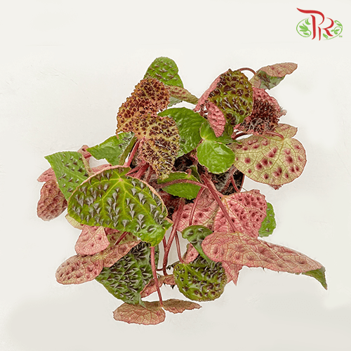 Begonia Ferox《黑峰秋海棠》 - Pudu Ria Florist