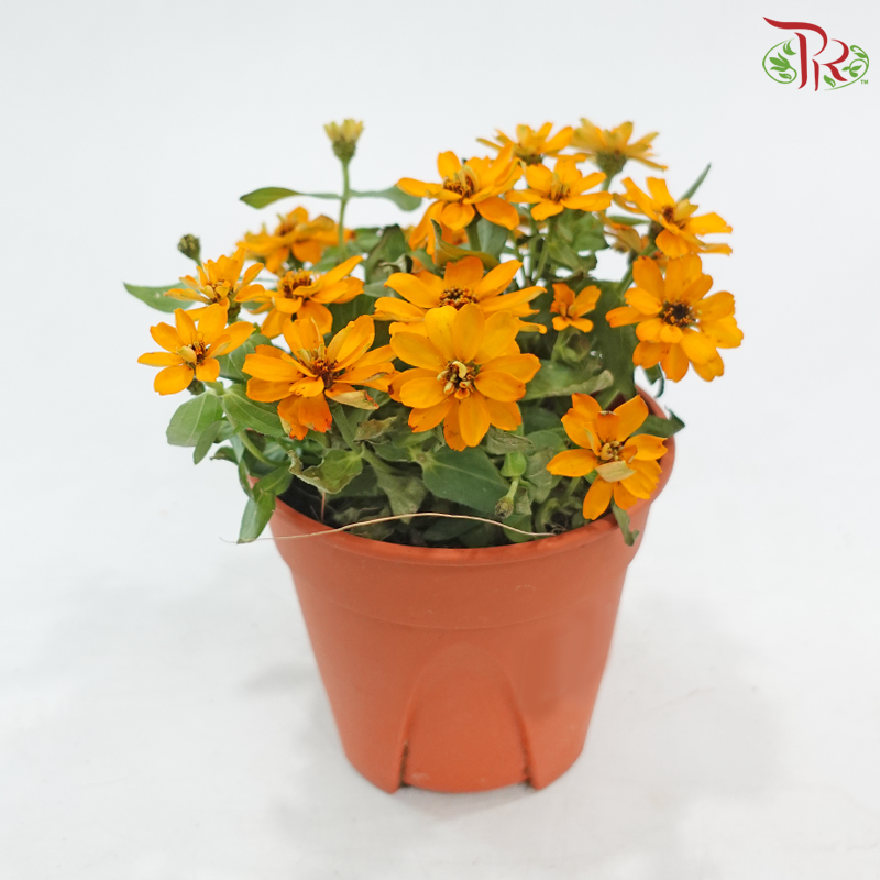 Zinnia Frg P150《百日菊》(Random Color)