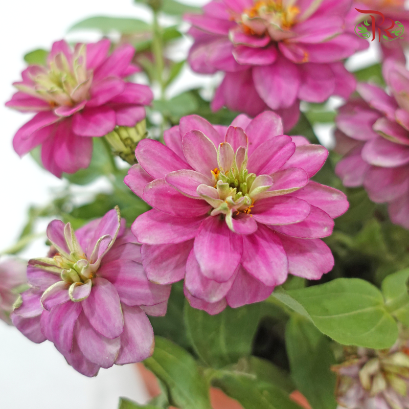 Zinnia Frg P150《百日菊》(Random Color)