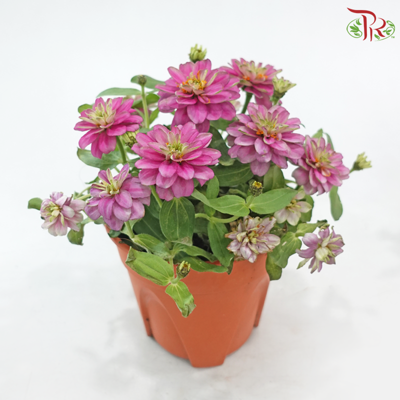 Zinnia Frg P150《百日菊》(Random Color)