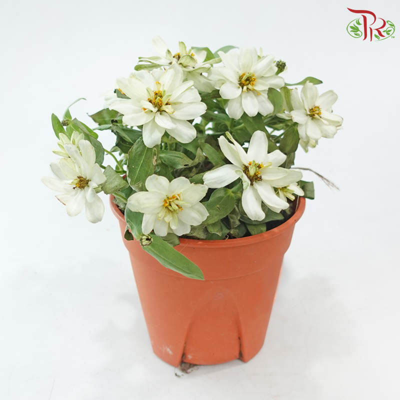 Zinnia Frg P150《百日菊》(Random Color)