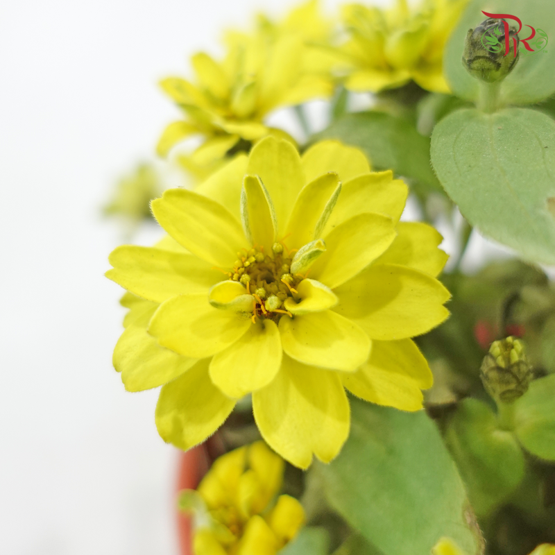 Zinnia Frg P150《百日菊》(Random Color)