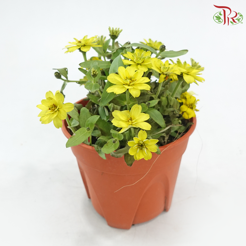 Zinnia Frg P150《百日菊》(Random Color)